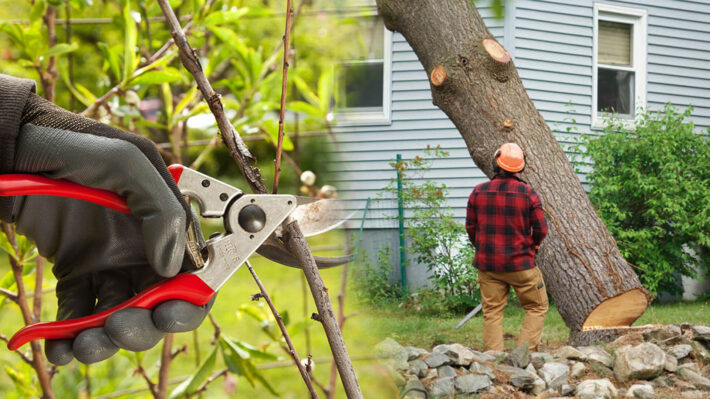 6 Benefits Of Hiring A Professional Tree Removal Service - FotoLog