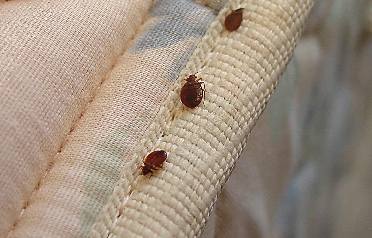 do bed bugs hide in mattresses